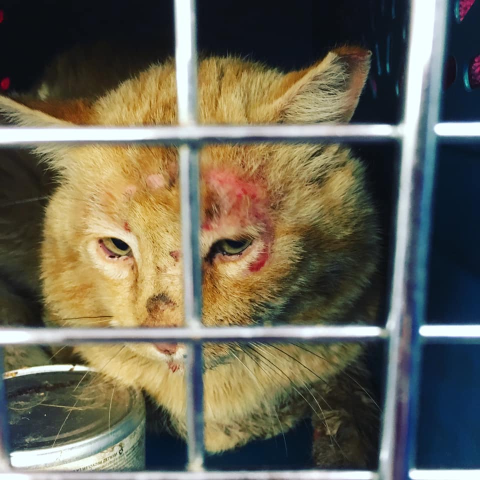Older rescued tabby 